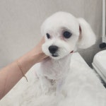 화려하개