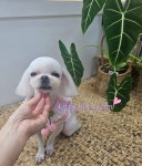 키티펫살롱