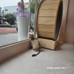퍼피짱 대도점