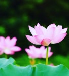 초읍정사