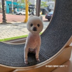 퍼피짱 대도점