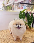 키티펫살롱