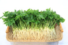 채마루