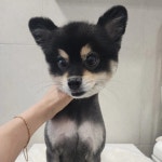 화려하개