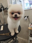 화려하개