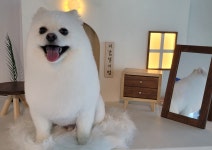 그루밍안나
