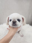 화려하개