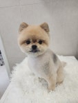 화려하개