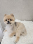 화려하개