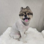 화려하개