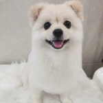 화려하개