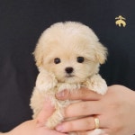 천안강아지분양 우리집퍼피 천안아산본점