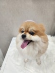 화려하개