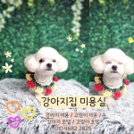 강아지집미용실