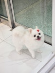발바리 BALBARI 애견미용실