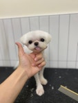 헬로우버디 그루밍센터 분당점