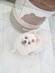 발바리 BALBARI 애견미용실