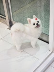 발바리 BALBARI 애견미용실