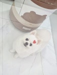발바리 BALBARI 애견미용실
