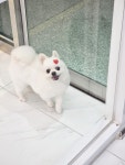 발바리 BALBARI 애견미용실