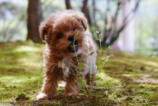 펫하임 의정부본점