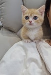 일산고양이 라라캣츠