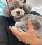 애견미용실 또이쁜댕