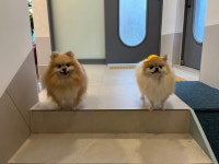 멍멍드림