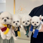 부산강아지분양 앨리스코리아켄넬