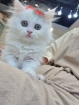 일산고양이 라라캣츠