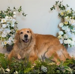 중대형견유치원호텔미용 네발바닥