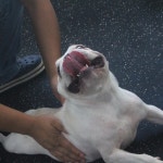 웬만해선 개들을 막을 수 없다