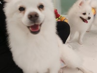 애견호텔고봉이네놀이방