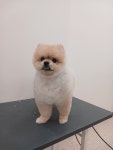 퐁키살롱