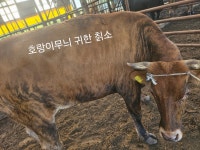 용이네 정육점 식당