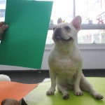 웬만해선 개들을 막을 수 없다