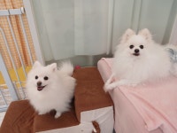 애견호텔고봉이네놀이방