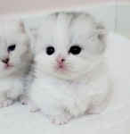 라온캐터리