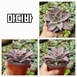 엉터리다육맘농원