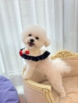 디어댕댕