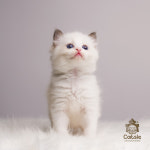 수원고양이전문분양 가토캣슬 광교용인점