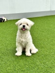마마스미독펜트하우스 광주애견유치원&애견호텔 본점