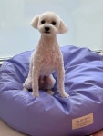 디어댕댕