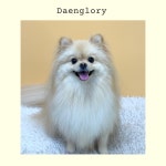 댕로리 애견미용실