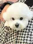디어댕댕