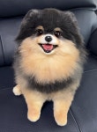 몽몽베베
