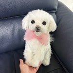 몽몽베베