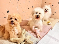 마마스미독펜트하우스 광주애견유치원&애견호텔 본점