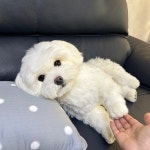 몽몽베베