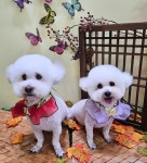 반짝이는그루밍하우스